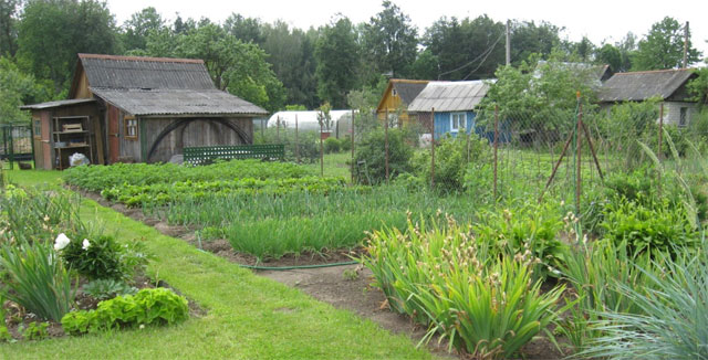 Начинающему дачнику